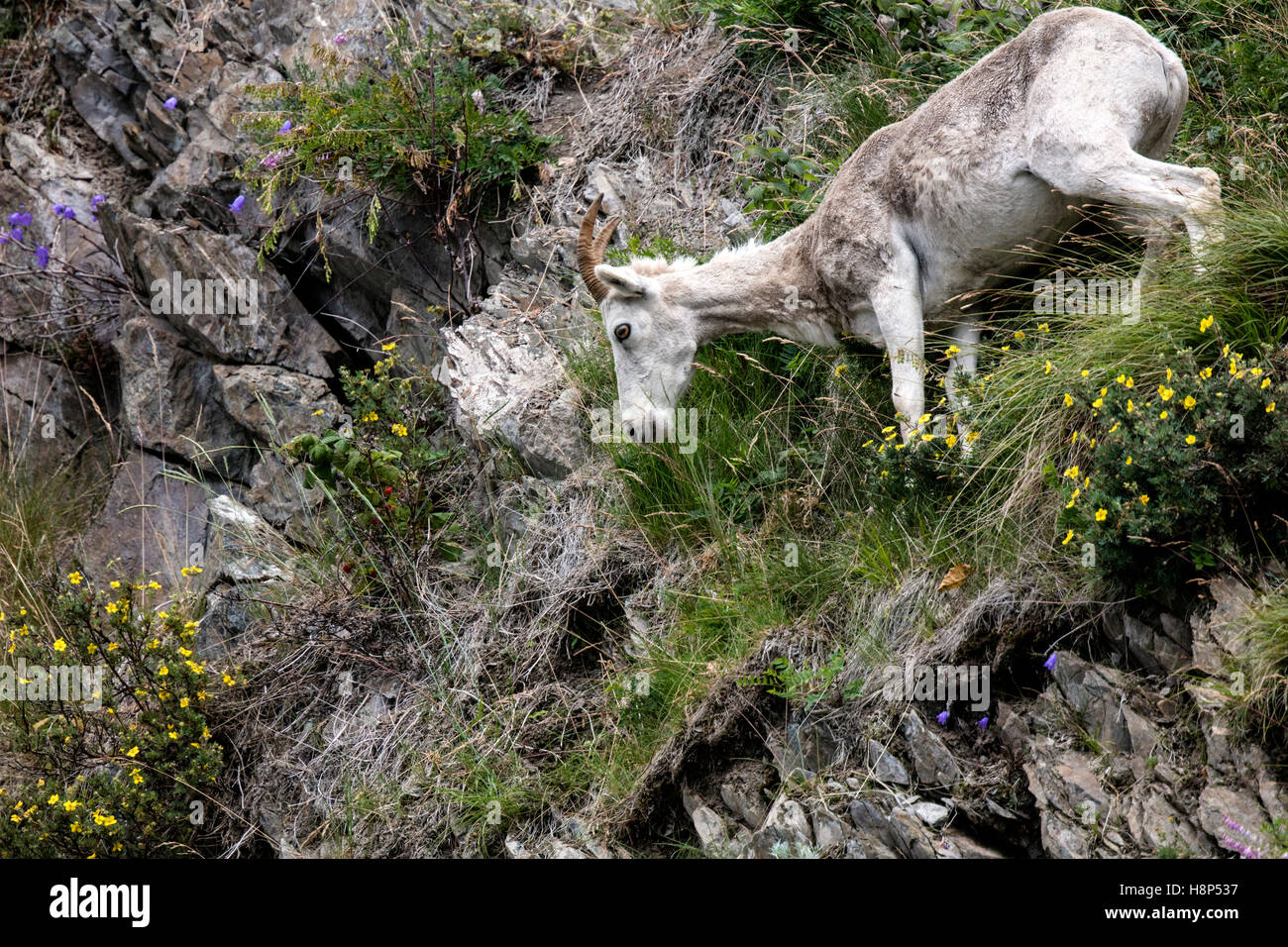 Dall-Schafe auf felsigen Hang in der Nähe von Windy Corner, Anchorage, Alaska Stockfoto