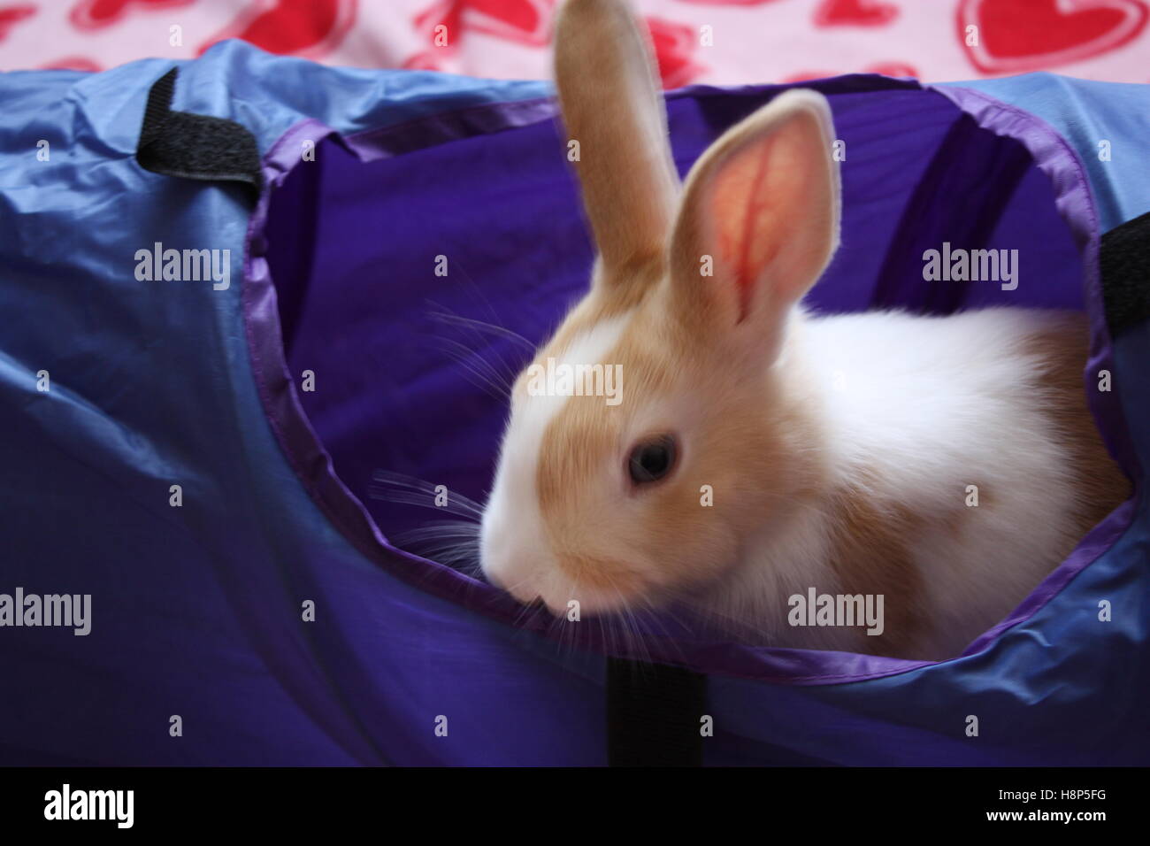Kaninchen stossen seinen Kopf aus einem blauen Tunnel herausspringen Stockfoto