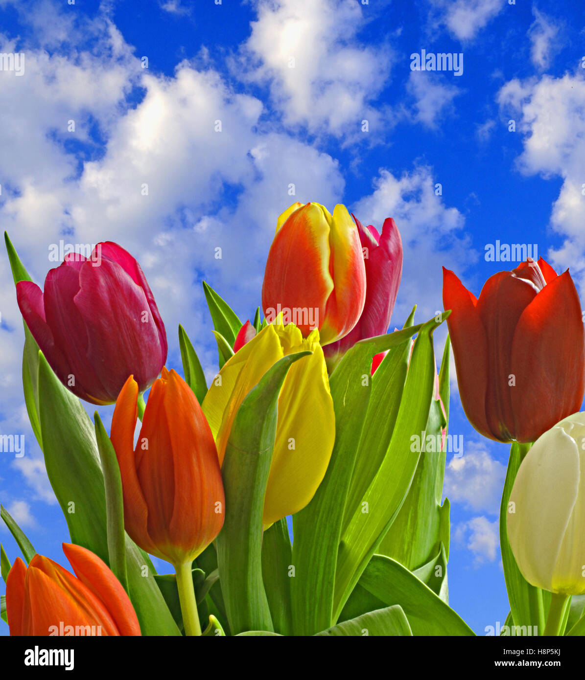 Rot, violett, Orange und gelbe Tulpen (Tulipa Lilioideae) in einer Frühling-Umgebung. Stockfoto