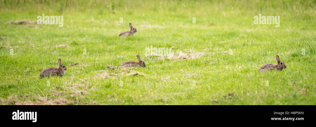 Großbritannien, England, Yorkshire - Wildkaninchen in den Gärten an der historischen Kiplin Hall in Yorkshire, England. Stockfoto