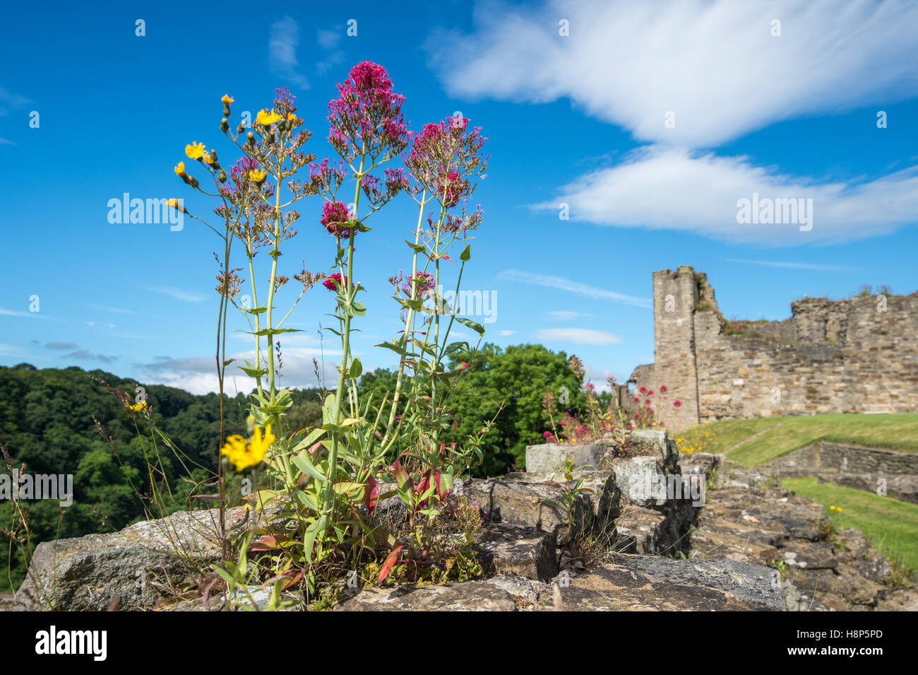 Großbritannien, England, Yorkshire, Richmond - Wildblumen wachsen aus den Ruinen des Schlosses Richmond, einer der meisten po North Yorkshire Stockfoto
