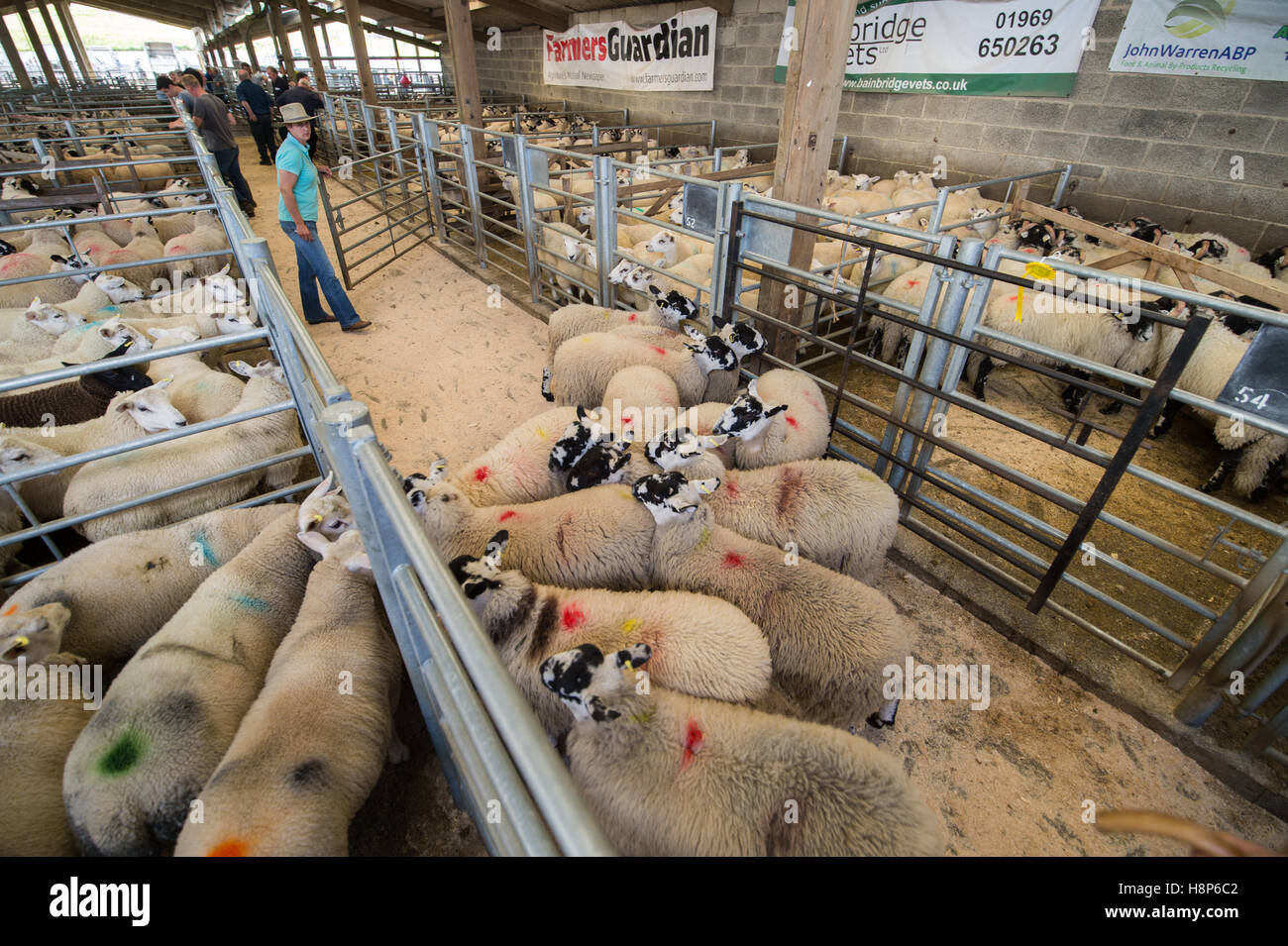 Großbritannien, England, Yorkshire - Hawes Vieh Auktion Stockfoto