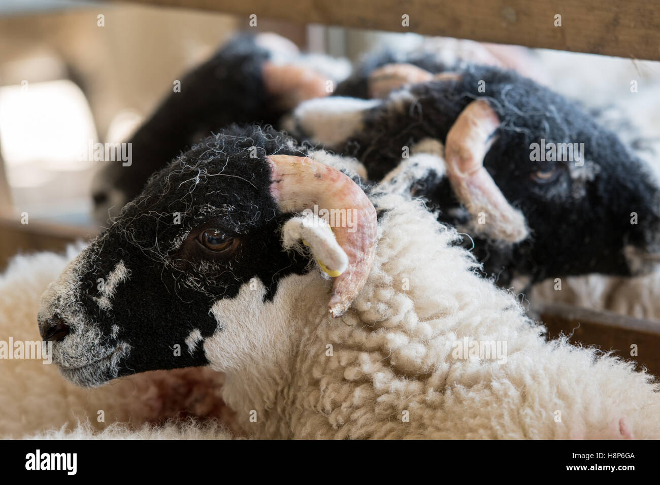 Großbritannien, England, Yorkshire - Hawes Vieh Auktion Swaledale Schafen Stockfoto