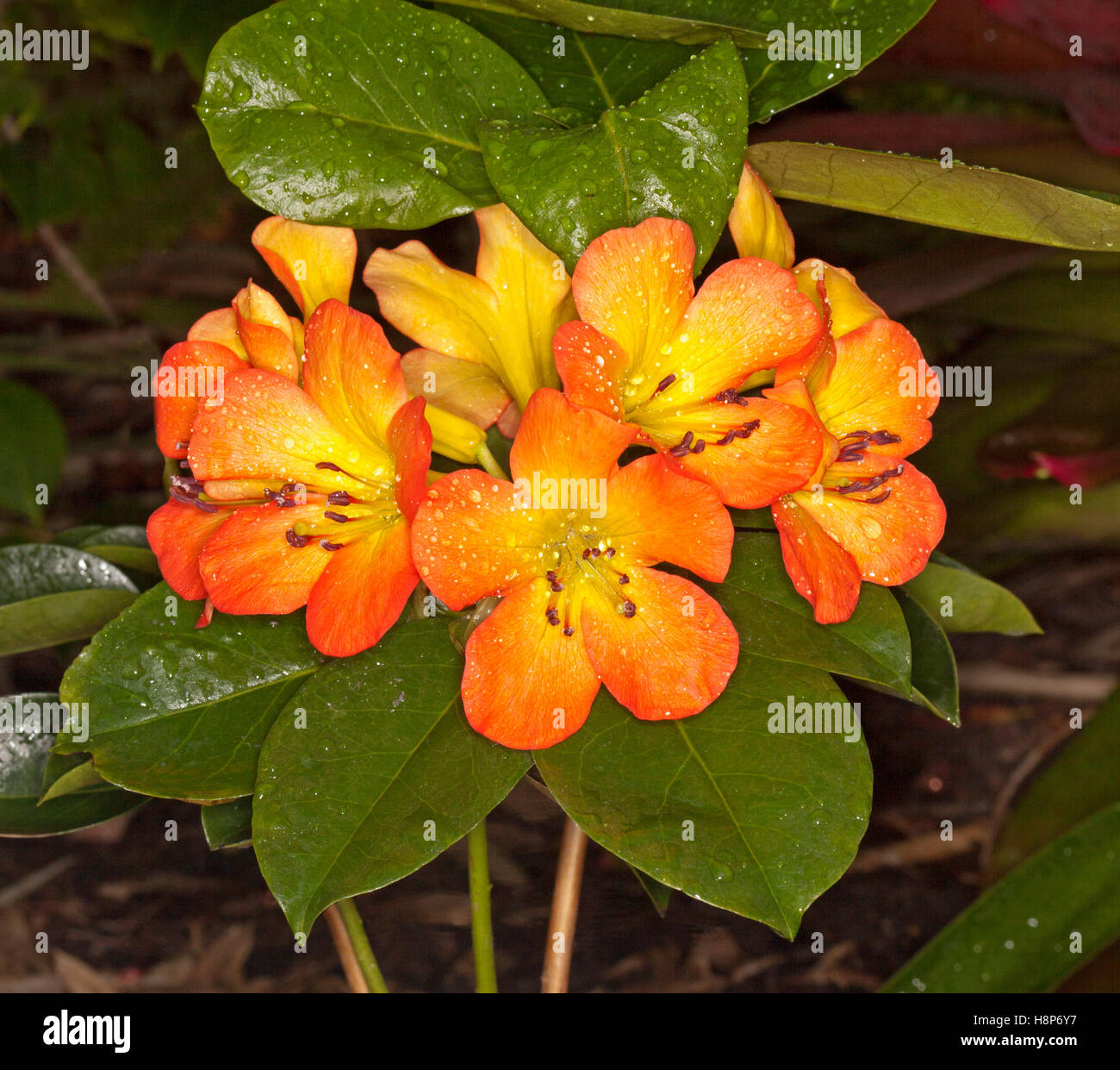 Rhododendron gelb -Fotos und -Bildmaterial in hoher Auflsung  Alamy