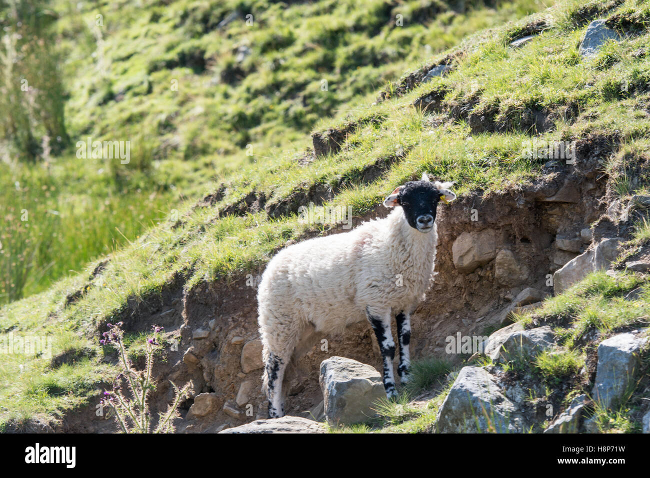 Swaledale Schafen ruhen in der englischen Landschaft. Stockfoto