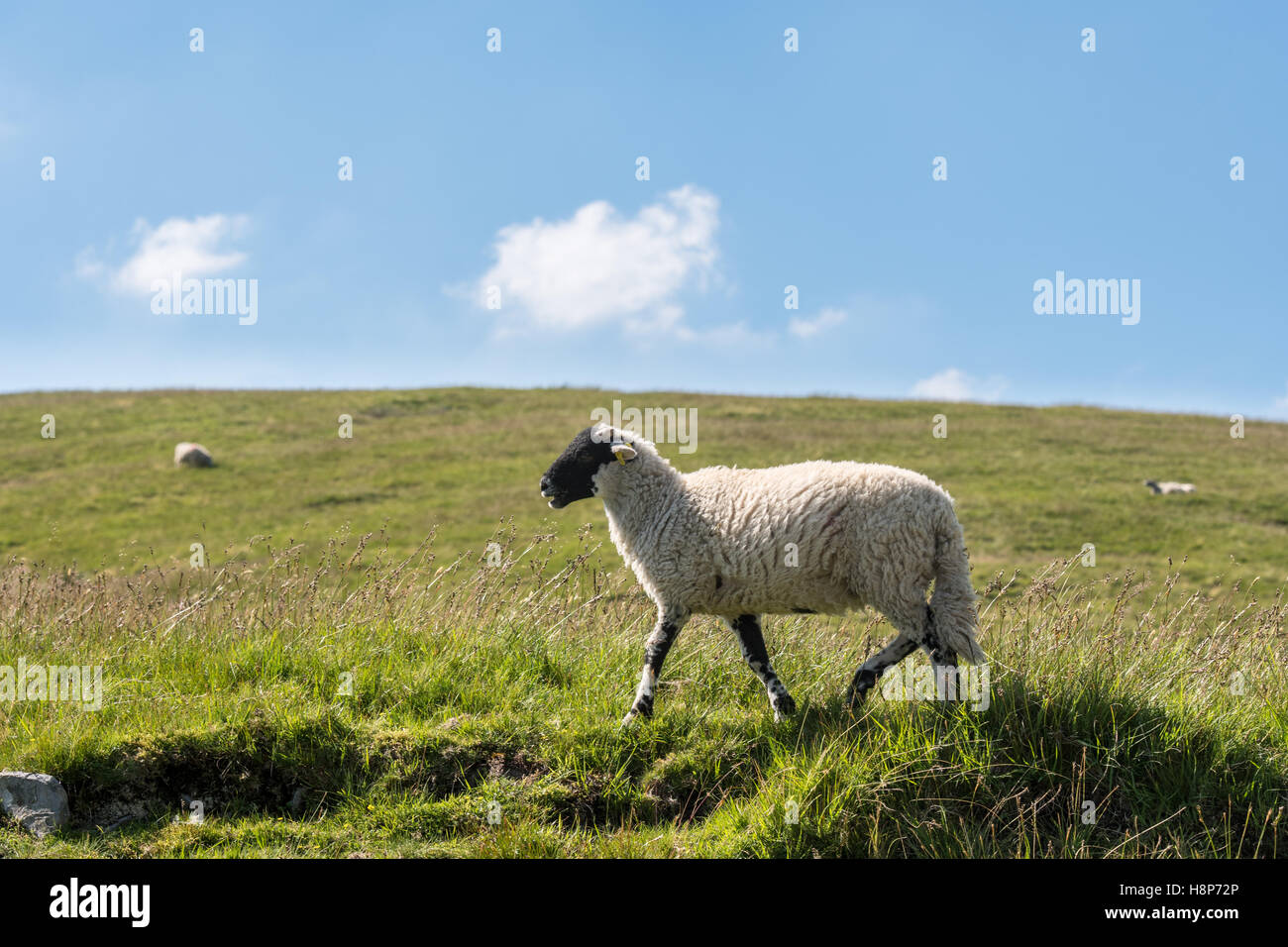 Swaledale Schafen ruhen in der englischen Landschaft. Stockfoto