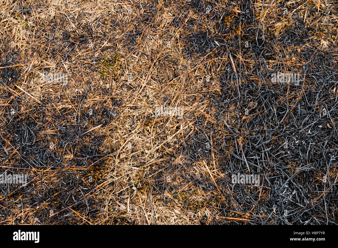 Asche verbrannt Trockenrasen Land Boden Textur Hintergrund Kohlendioxid CO2 Stockfoto