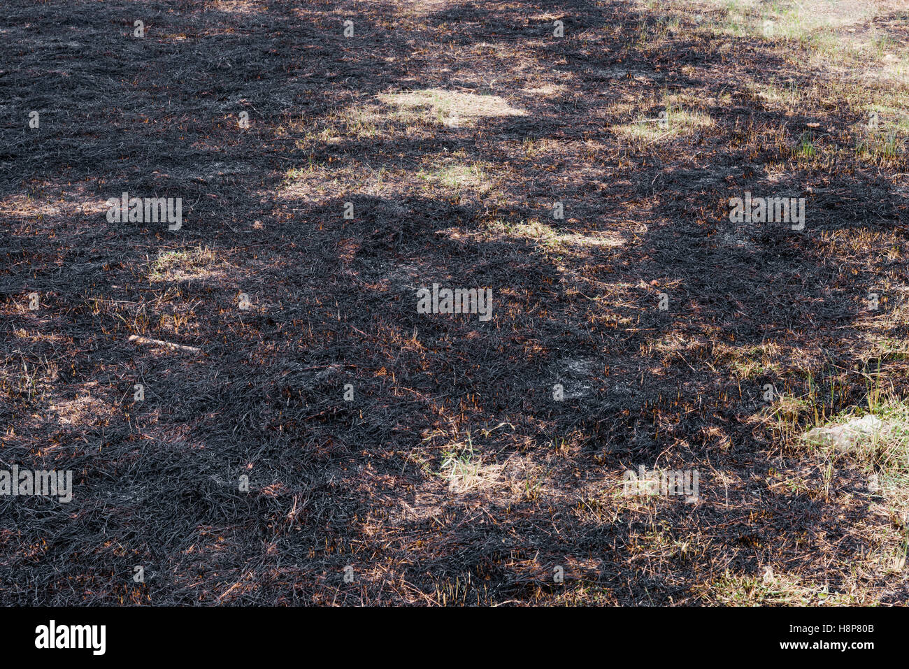 Trockenes verbranntes gras Fotos und Bildmaterial in hoher Auflösung