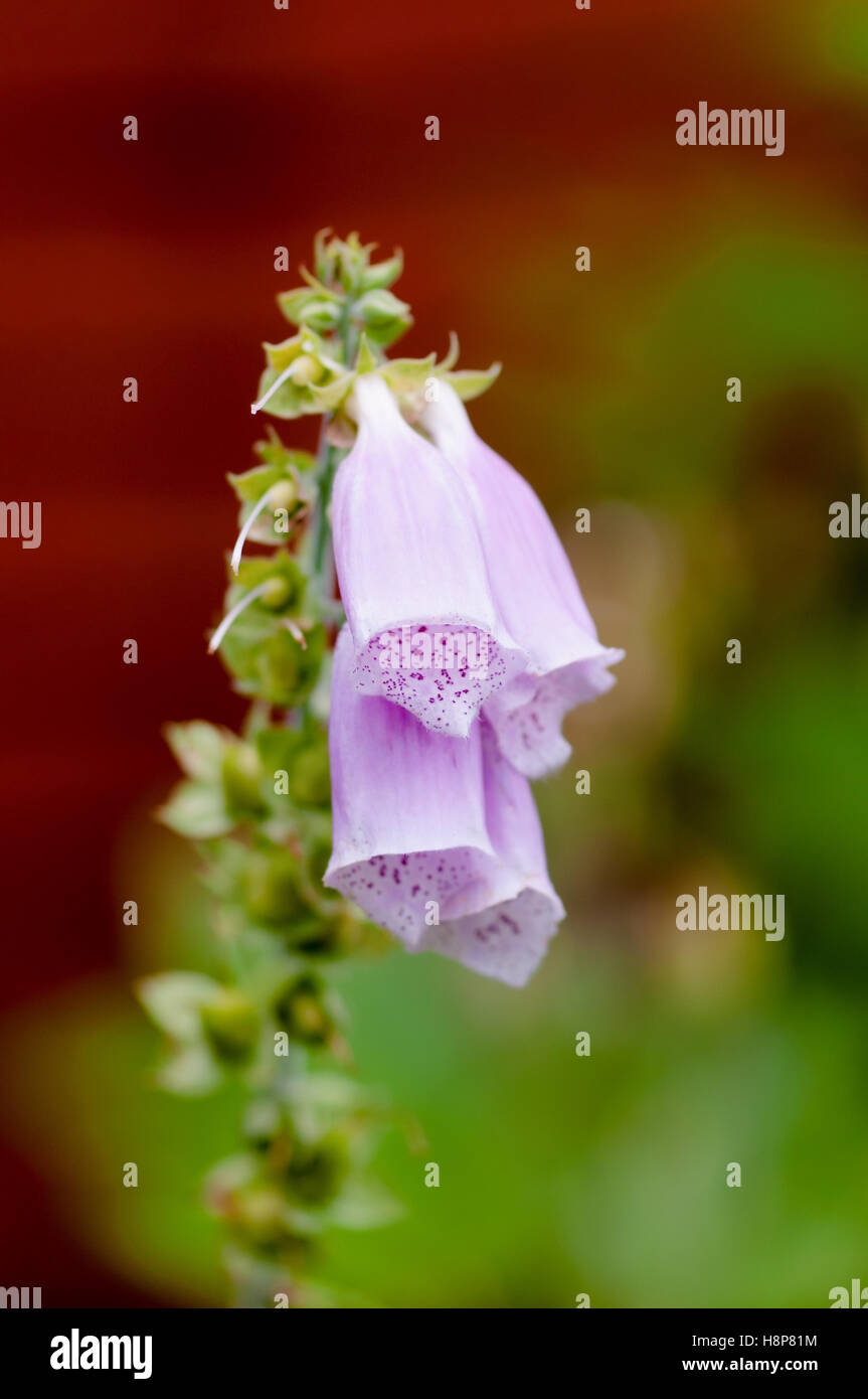 Digitalis Fingerhut lila Handschuh Blume Pflanze blühen Glocke wie Stockfoto