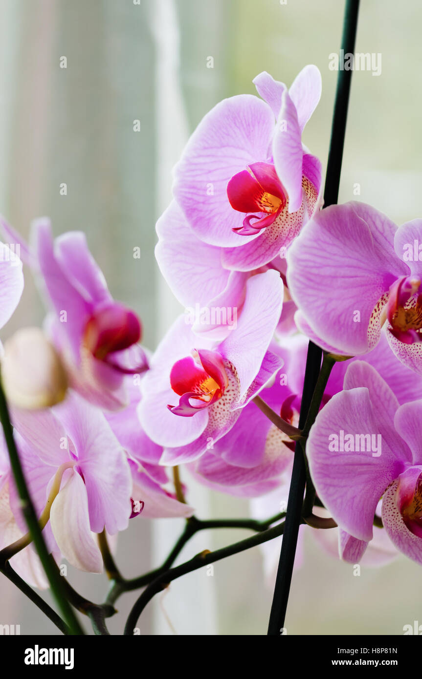 Dekorative Orchidee rosa tropische Blume Phalaenopsis closeup Stockfoto