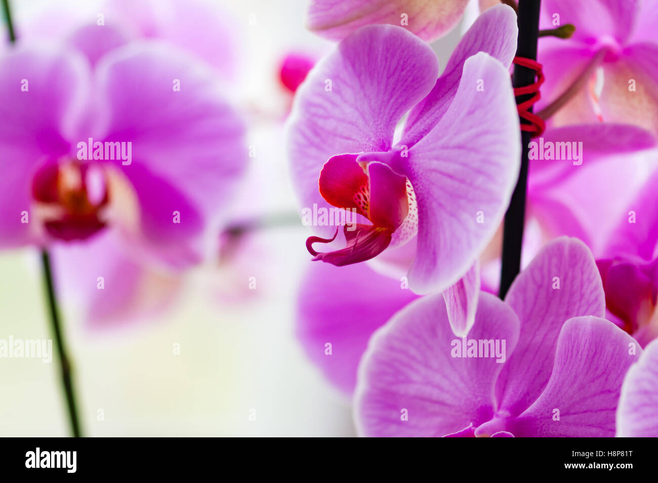 Dekorative Orchidee rosa tropische Blume Phalaenopsis closeup Stockfoto
