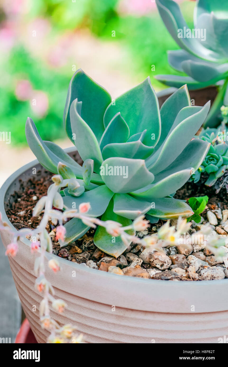 Echeveria Sukkulente Wstenpflanze Kaktus dekorativer hautnah  Stockfotografie - Alamy