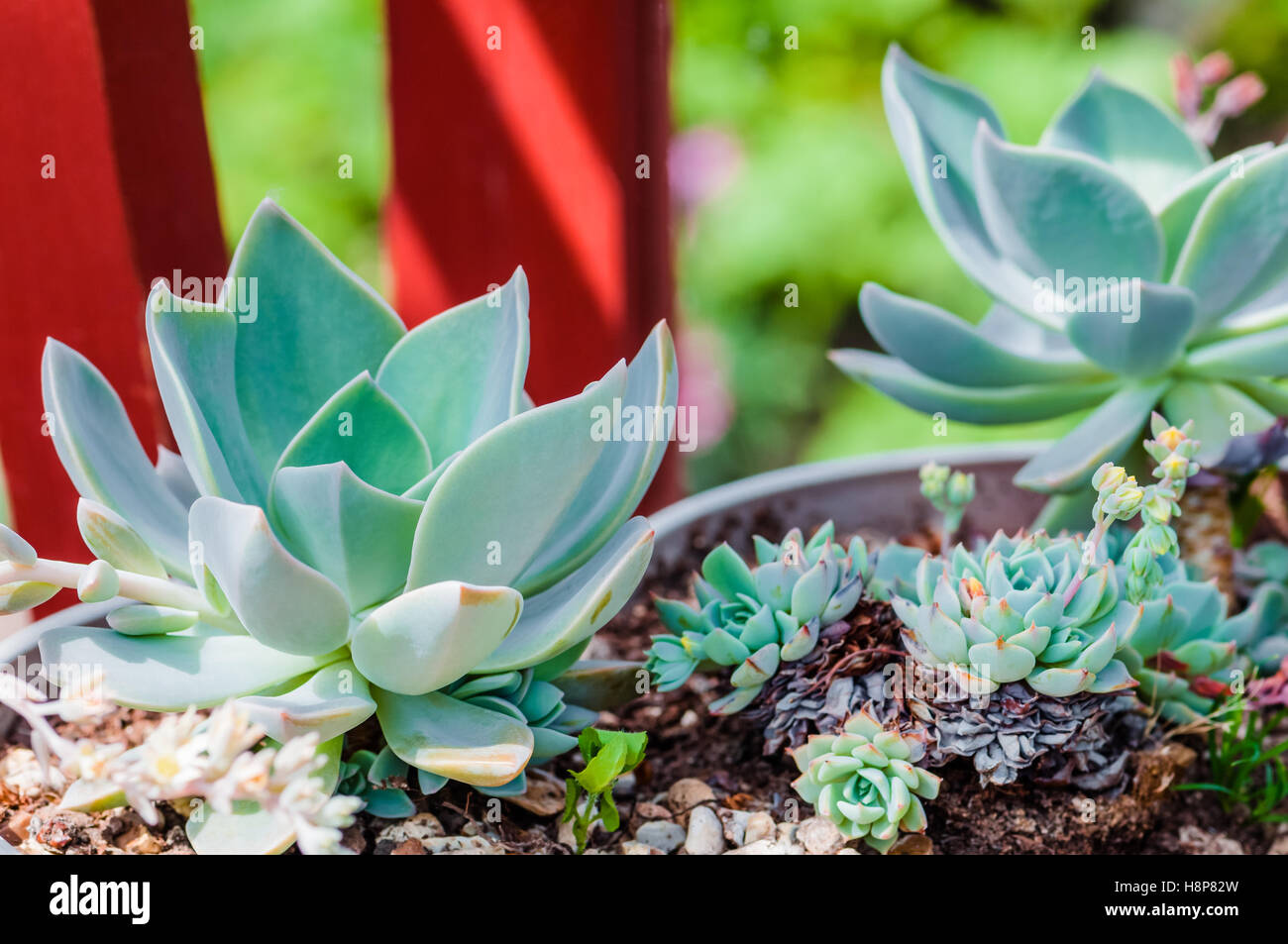 Echeveria Sukkulente Wüstenpflanze Kaktus dekorativer hautnah Stockfoto
