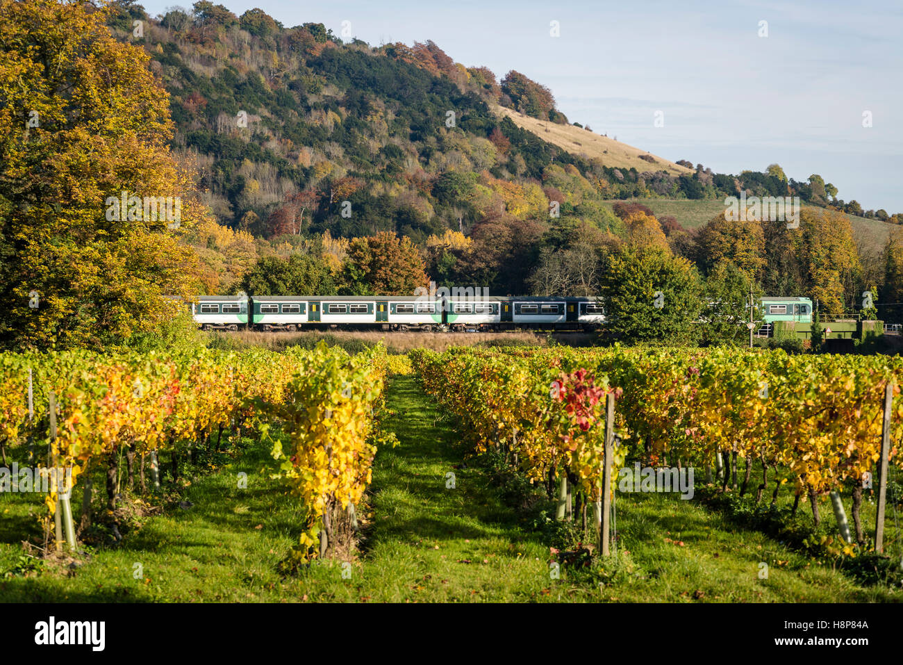 Southern Railway Zug vorbei Denbies Weinberg, Dorking, Surrey, England, UK Stockfoto