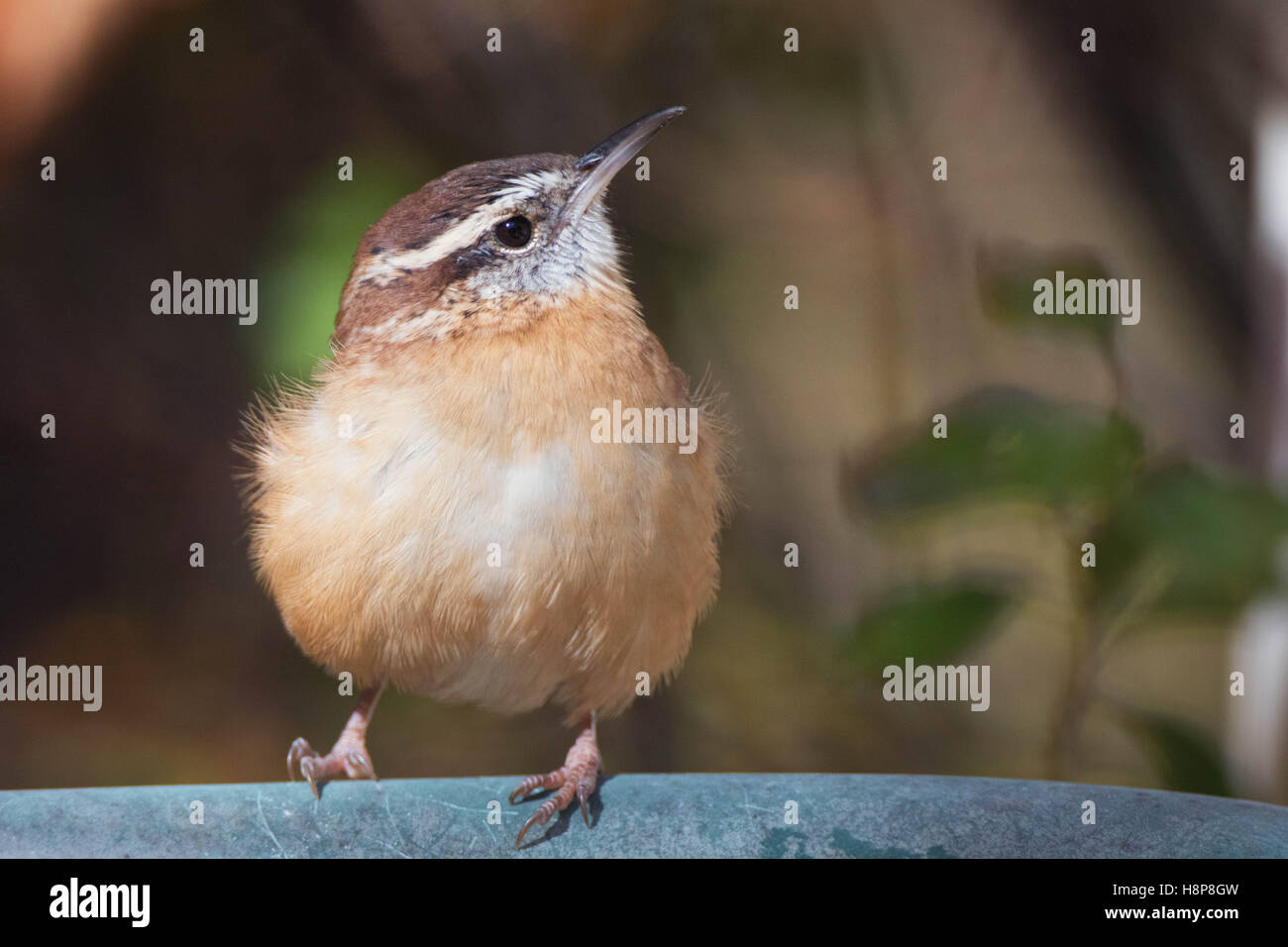 Carolina Wren lustige süße Blätterteig Kugel Stockfoto