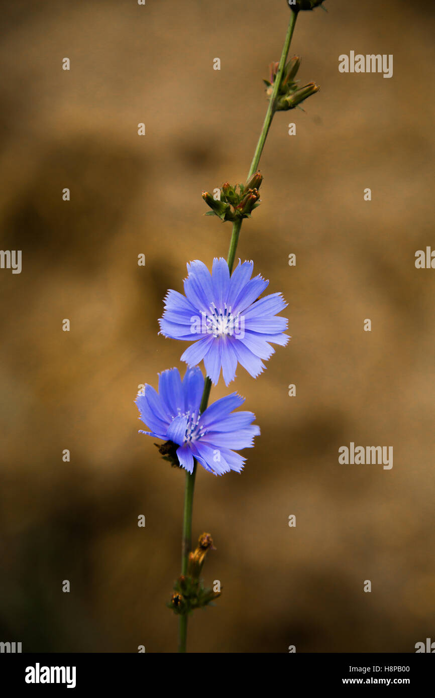 Eine schöne Chicorée Blumen auf einem natürlichen Hintergrund Stockfoto