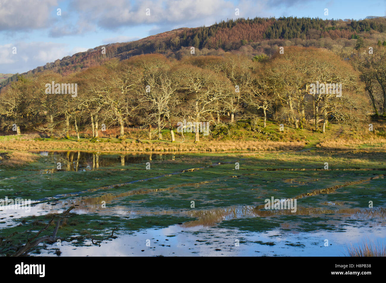 Lebensraum. Süßwasser-Sumpf und Wald. RSPB Ynys Hir reservieren. Ceredigion, Wales. Januar. Stockfoto