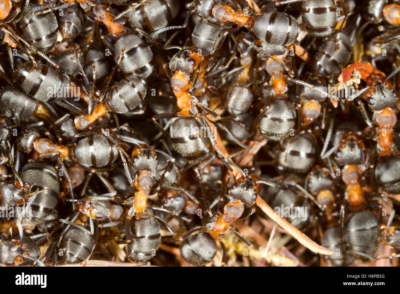 Behaarte Waldameisen (Formica Lugubris) Arbeitnehmer massierten oberflächlich Nest. Shropshire, England. Mai. Stockfoto