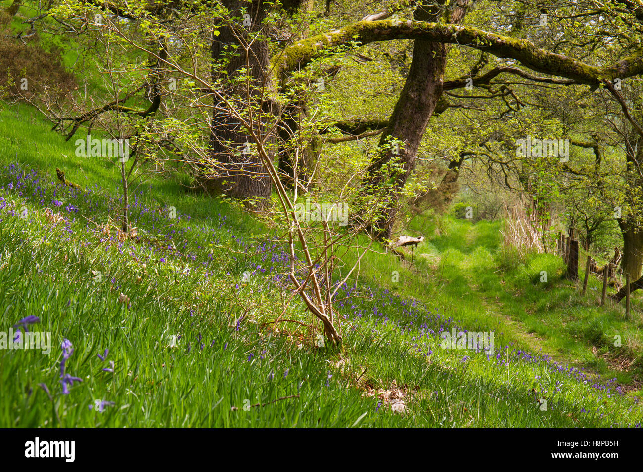 Glockenblumen (Hyacinthoides non-Scripta) blüht in einem Eichenwald. Powys, Wales. Mai. Stockfoto