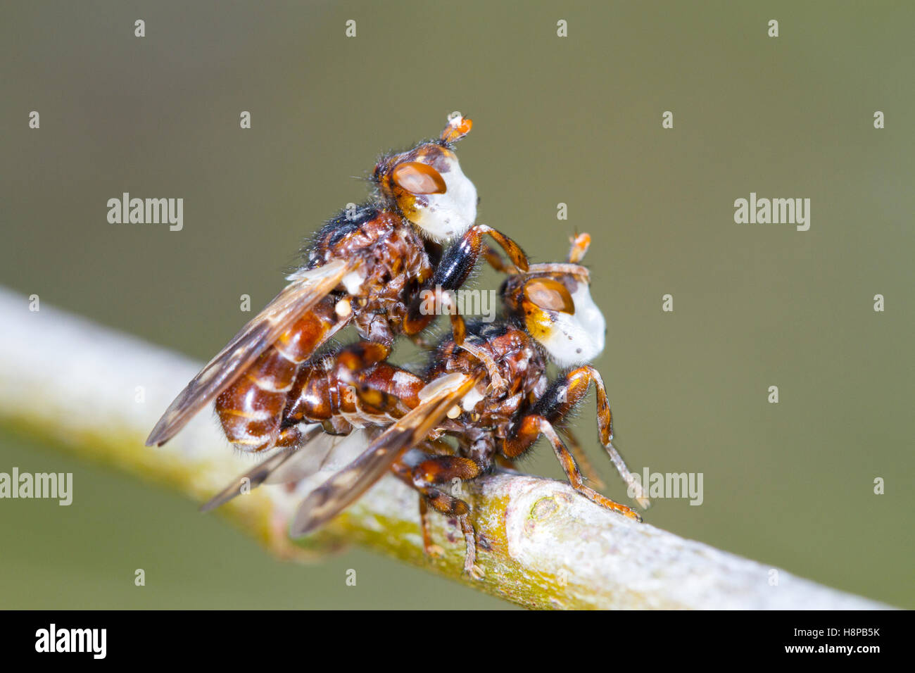 Conopid fliegt (Myopa SP.) Erwachsene Paarung.  Parasiten der Solitäre Bienen. Powys, Wales. Mai. Stockfoto