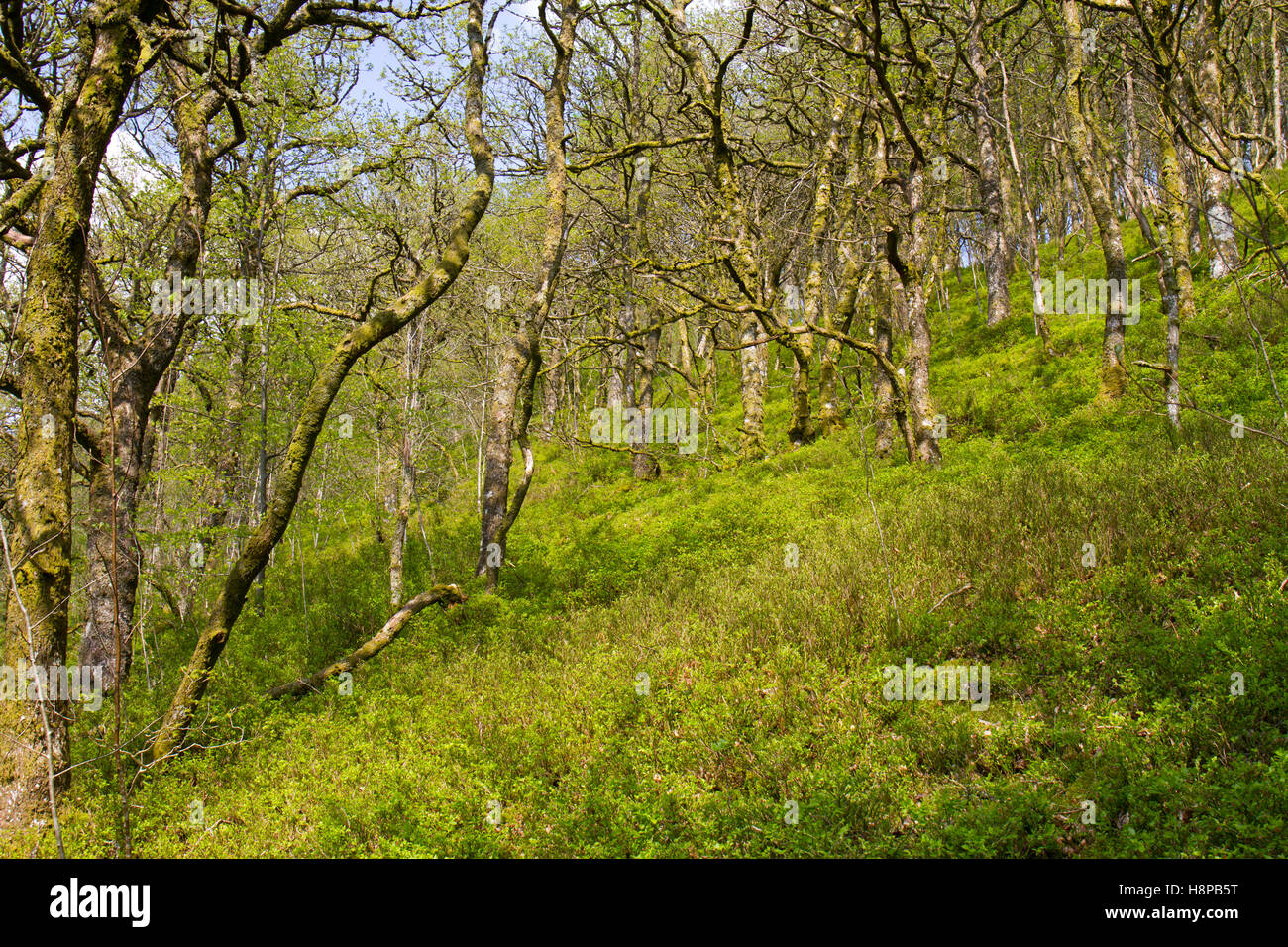 Sessile Eiche (Quercus Petraea) Woodland mit Heidelbeere (Vaccinium Myrtillus) Blüte. Powys, Wales. Mai. Stockfoto