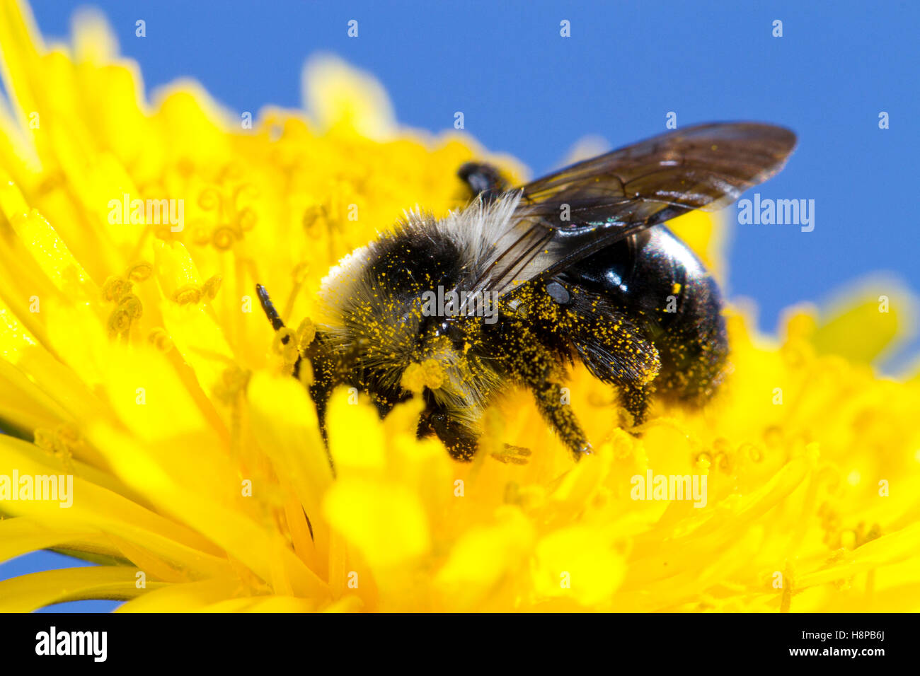 Ashy Bergbau-Biene (Andrena Aschenpflanze) Erwachsenfrau Fütterung in eine Blume Löwenzahn (Taraxacum SP.). Powys, Wales. Mai. Stockfoto