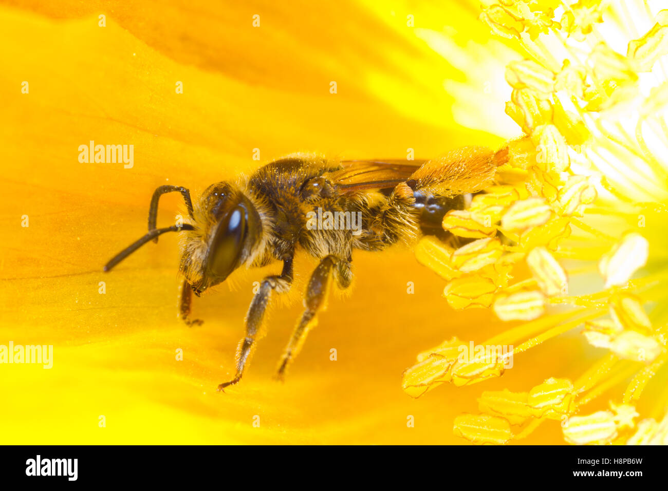 Wilke Bergbau-Biene (Andrena Wilkella) Erwachsenfrau Fütterung in einer walisischen Mohn (Meconopsis Cambrica) Blume. Powys, Wales. Mai. Stockfoto