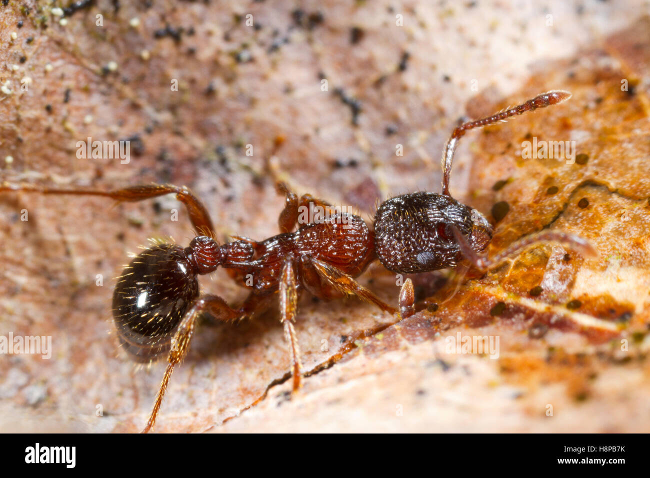 Ameise Myrmica Sulcinodis Erwachsenen Arbeiter aus Wassertropfen zu trinken. Shropshire, England. Mai. Stockfoto