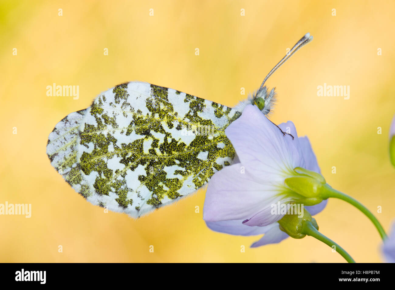 Orange-Tip (Anthocharis Cardamines) Erwachsenen Schmetterling Schlafplatz in der Abenddämmerung auf einer Blume Lady's Kittel (Cardamine Pratensis). Stockfoto