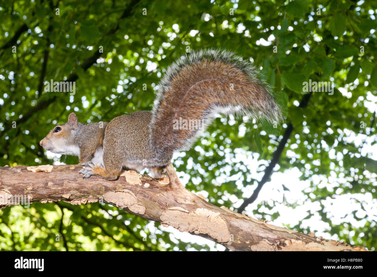 Östliche graue Eichhörnchen (Sciurus Carolinensis) eingeführten Arten, Adultin Buche Wald. Powys, Wales. Mai in Buche Wald. Stockfoto