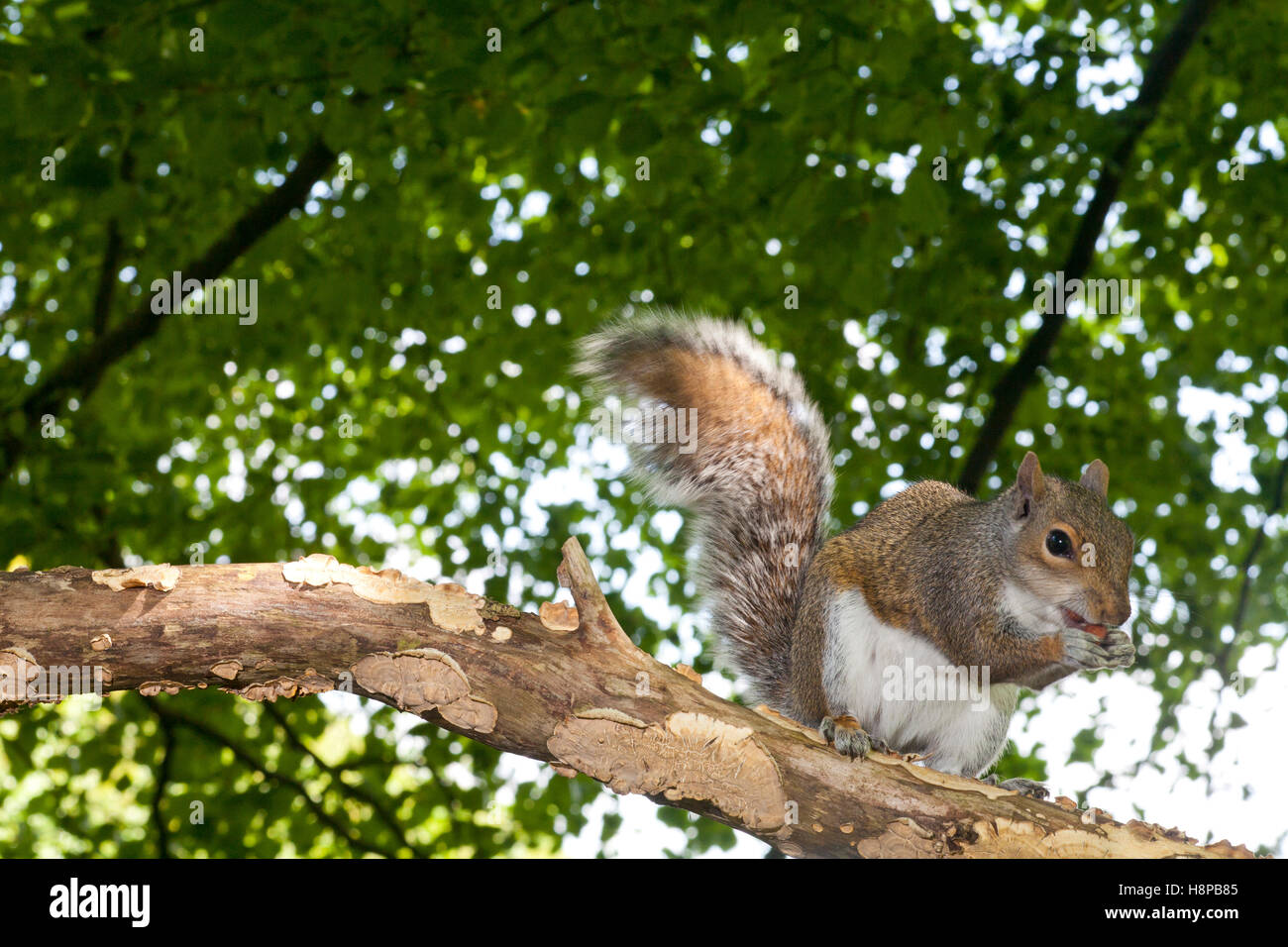 Östliche graue Eichhörnchen (Sciurus Carolinensis) eingeführten Arten, Adultin Buche Wald. Powys, Wales. Mai in Buche Wald. Stockfoto