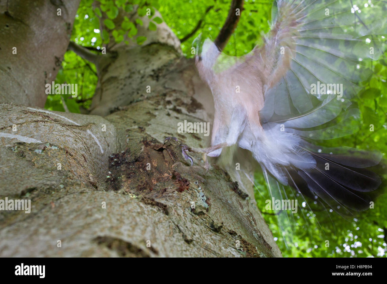 Eichelhäher (Garrulus Glandarius) Altvogel in einem Buche (Fagus Sylvatica) Baum, wobei in die Flucht. Powys, Wales. Juni. Stockfoto