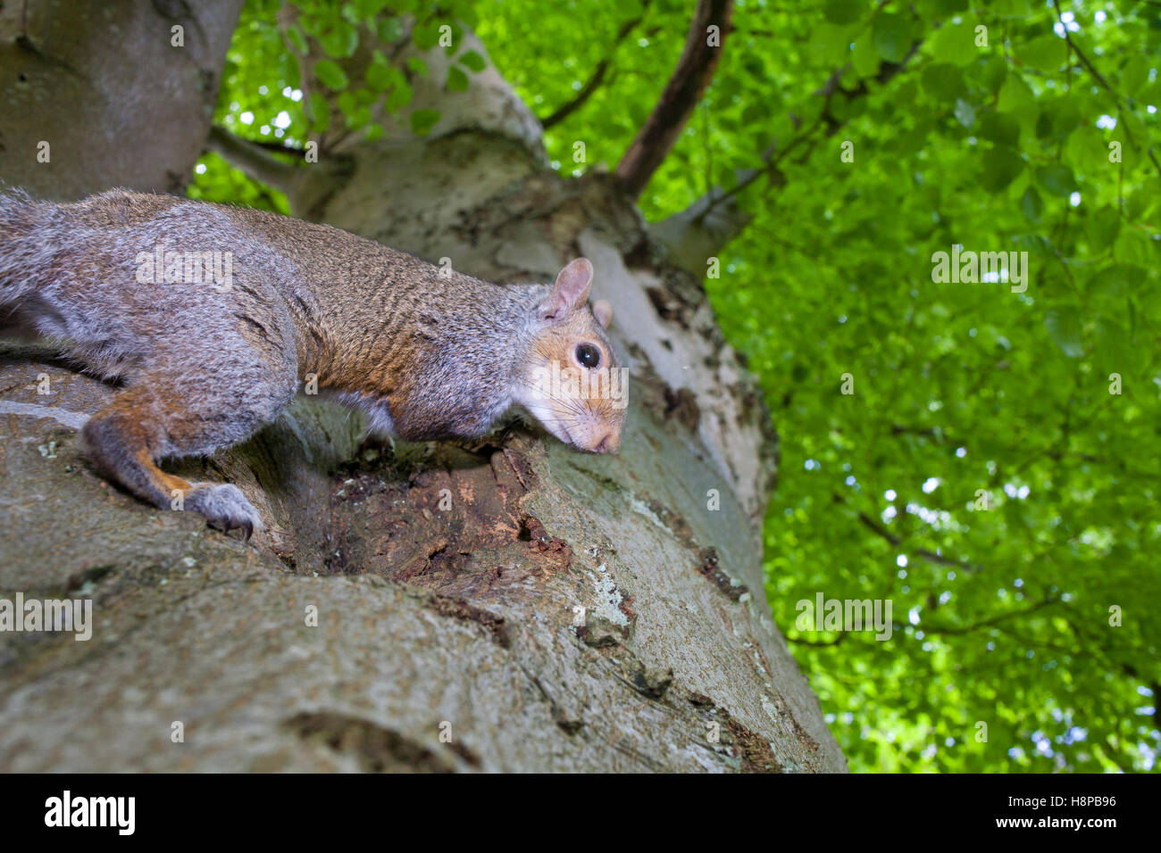 Östliche graue Eichhörnchen (Sciurus Carolinensis) eingeführten Arten, Erwachsene in einer Buche. Powys, Wales. Mai. Stockfoto