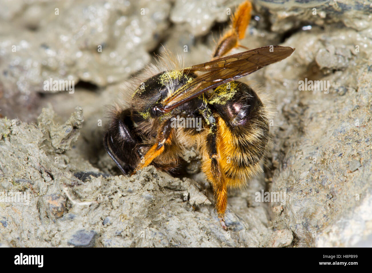 Rot Mason Bienen (Osmia Bicornis) Erwachsenfrau nassen Schlamm für Nest Bau zu sammeln. Powys, Wles. Juni. Stockfoto