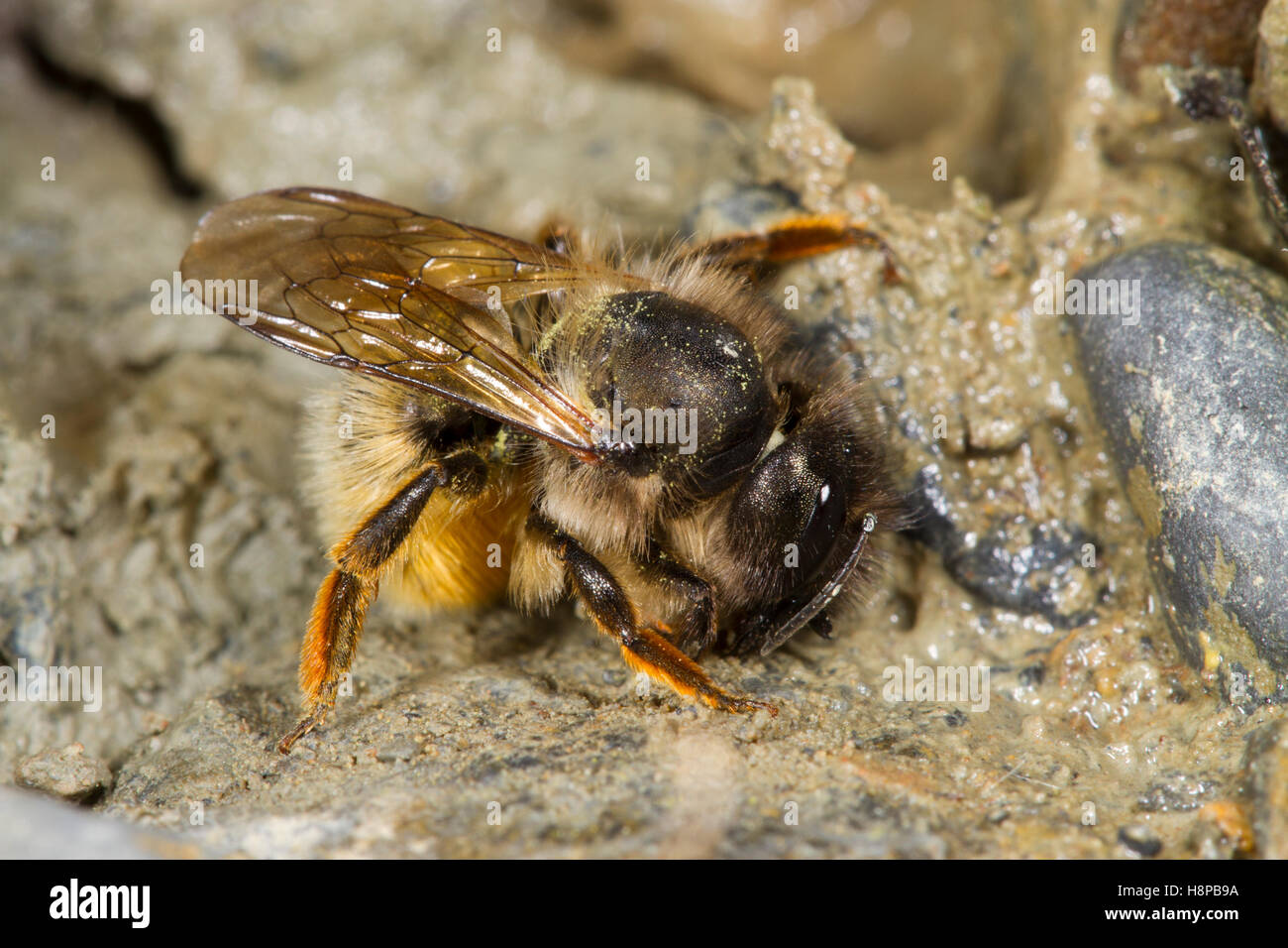 Rot Mason Bienen (Osmia Bicornis) Erwachsenfrau nassen Schlamm für Nest Bau zu sammeln. Powys, Wles. Juni. Stockfoto