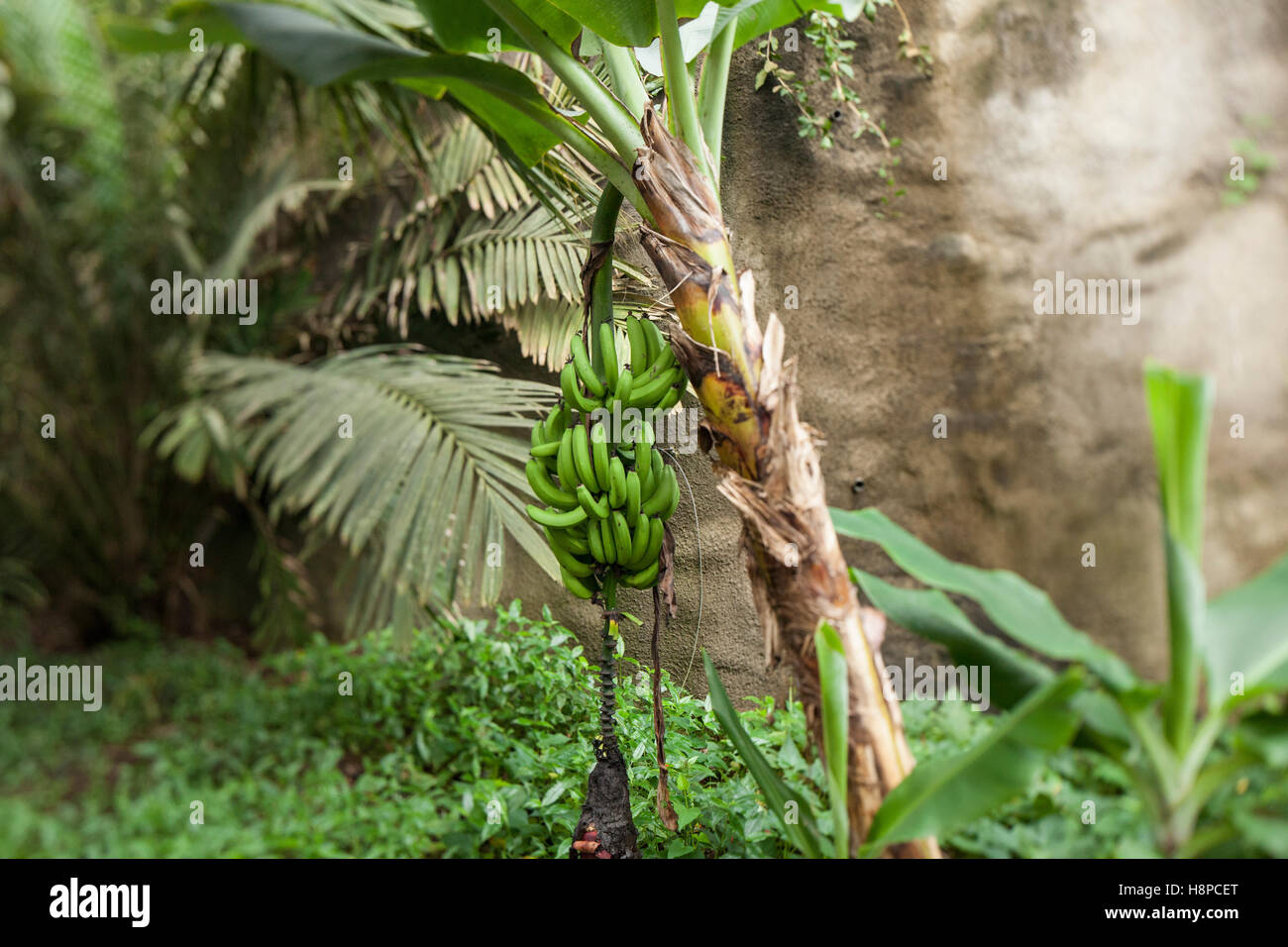 Greenhouse banana Fotos und Bildmaterial in hoher Auflosung Alamy