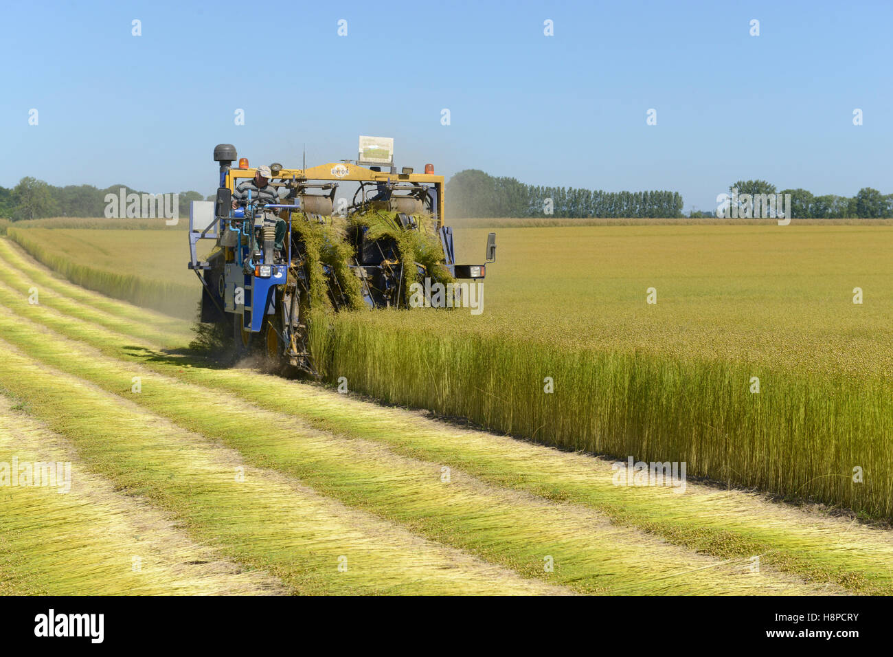 Anbau von Flachs Stockfoto