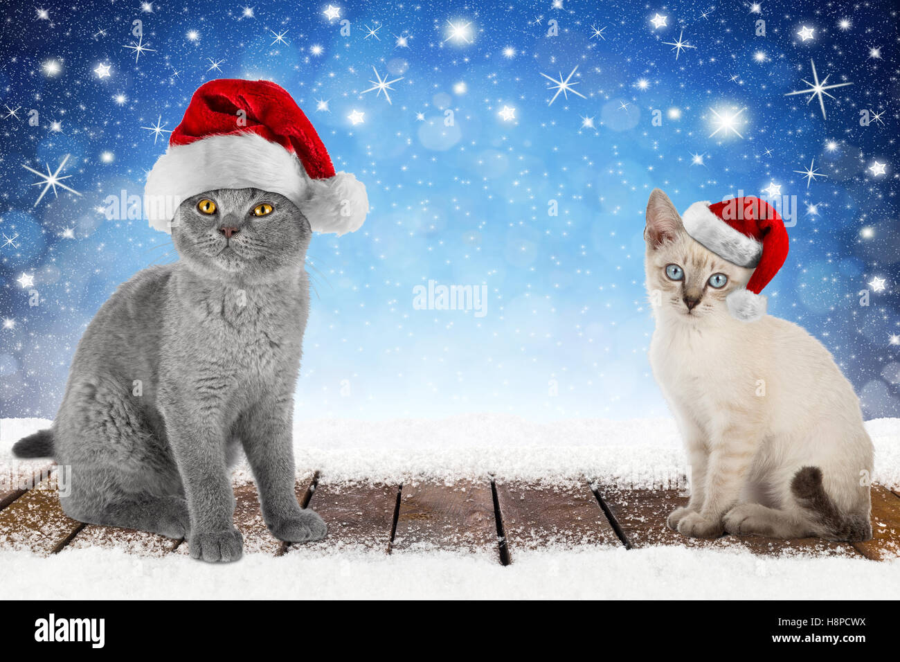 Weihnachten Xmas Hintergrund mit 2 süße Kätzchen Katze Haustier mit Weihnachtsmütze auf verschneiten Holzbohlen vor blaue Nacht Himmel Sterne und Stockfoto