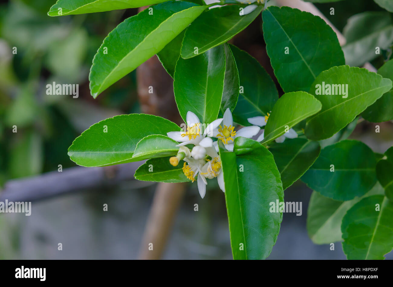 Lindenblüten, Zitronen blühen Baum unter den grünen Blättern Stockfoto