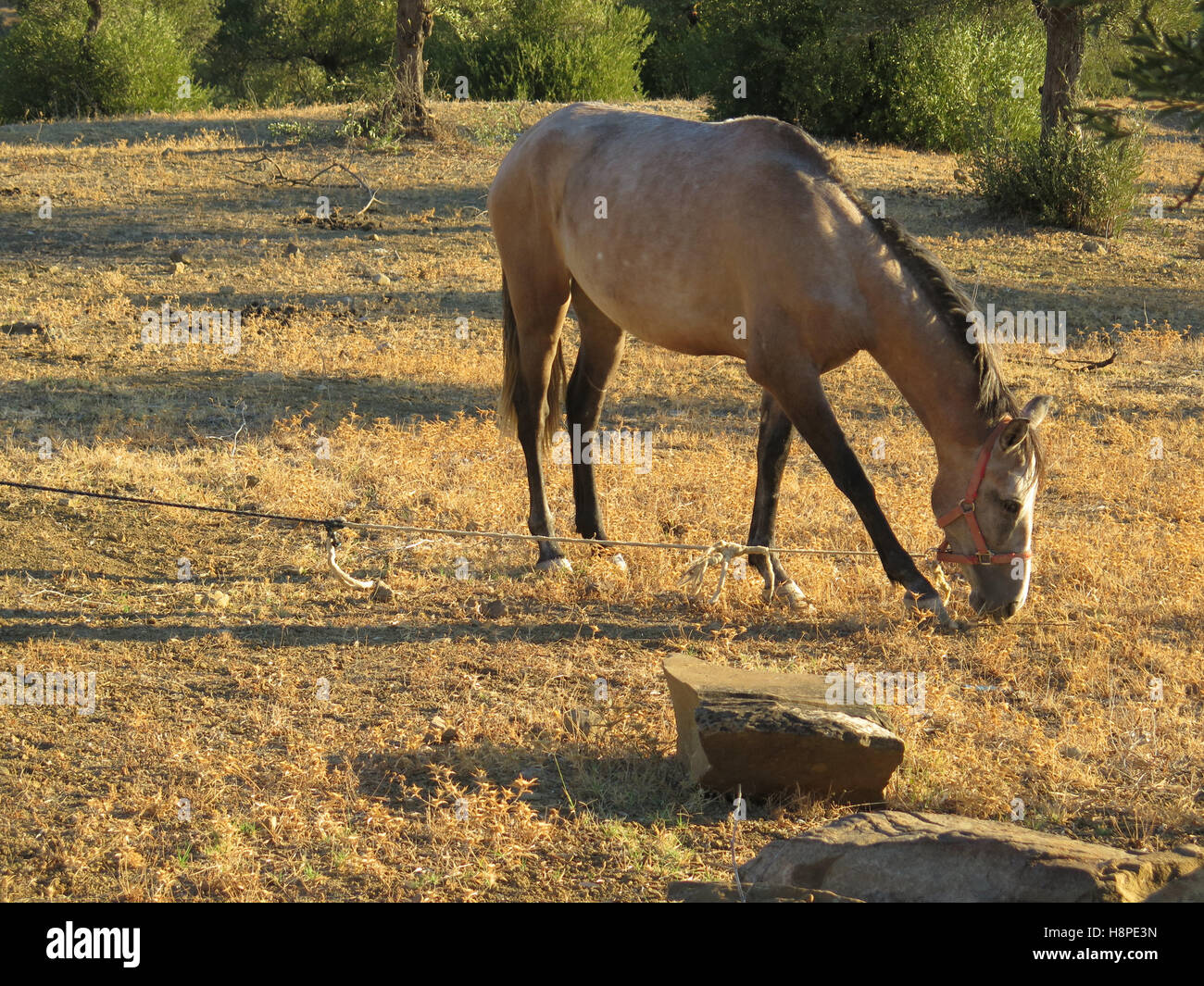 Gefesselte Roan Pferd grasen im Olive Grove Stockfoto