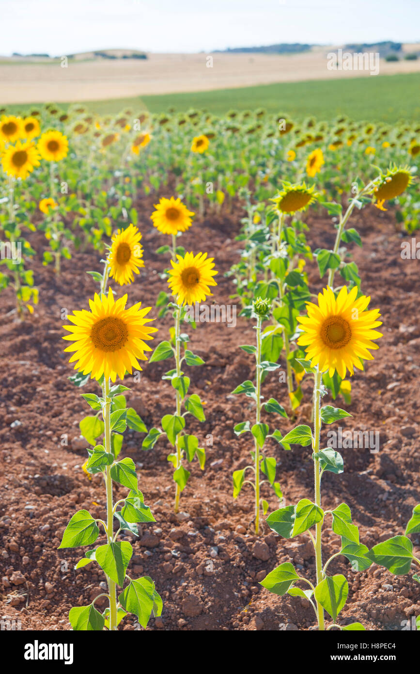 Sonnenblumen Feld. Cuenca, Castilla La Mancha, Spanien. Stockfoto