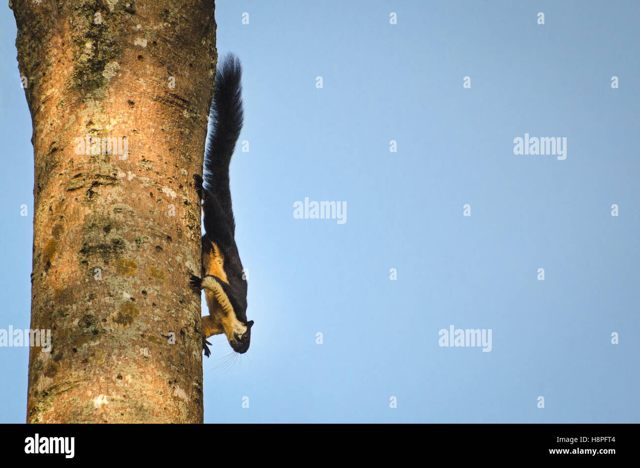 Riesigen schwarzen Eichhörnchen im Khao Yai Nationalpark Thailand Stockfoto