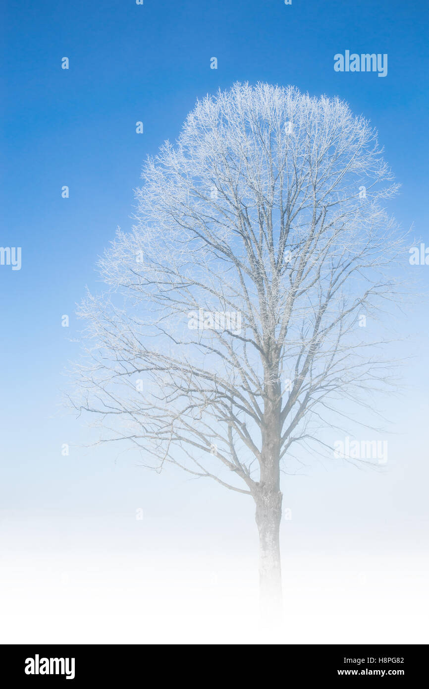 Gefrorene Baum frostigen Zweige auf verschneiten Schneefeld Szene mit Nebel Nebel Nebel bei schönem Wetter Winter verschneiten Morgen Stockfoto