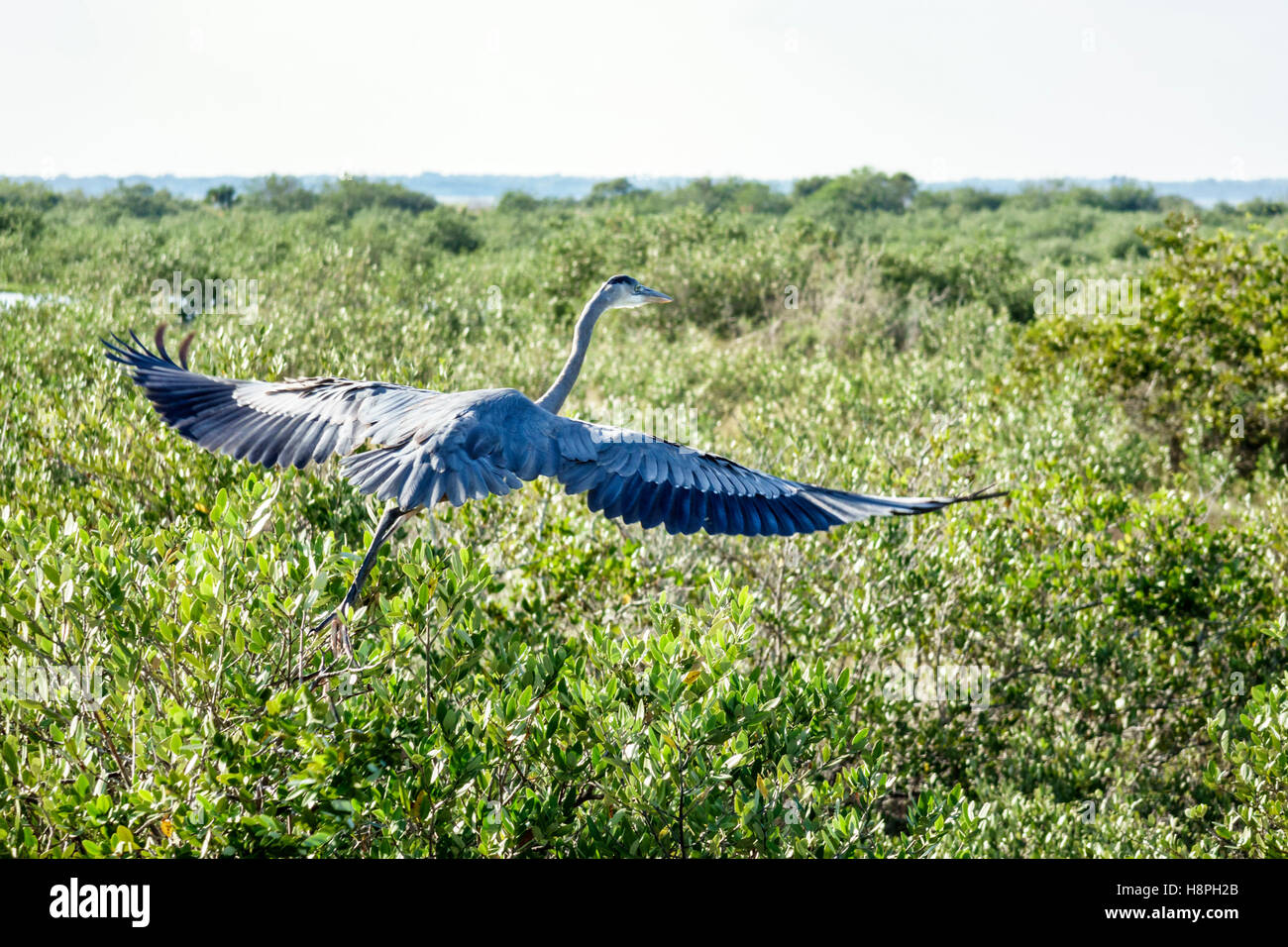 Florida Merritt Island, Merritt Island National Wildlife Refuge, Black Point Wildlife Drive, großer blauer Reiher, Ardea herodias, Tierwelt, im Flug, FL1610251 Stockfoto
