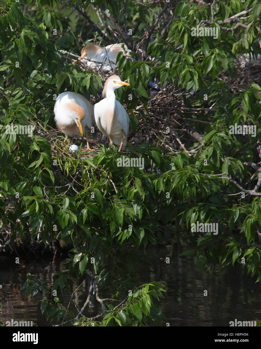 Die Viehhühner paaren sich mit einem Vogel, der einen Zweig auf dem Nest mit einem Ei in einer Inselkrämerei in Louisiana arrangiert (Bubulcus ibis) Stockfoto
