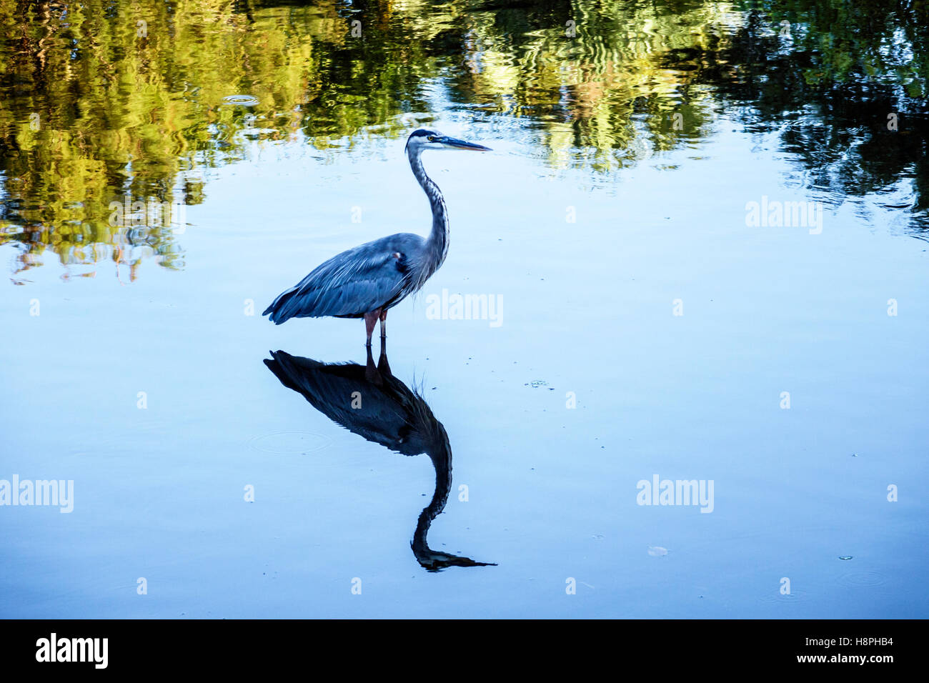 Delray Beach Florida, Wakodahatchee Wetlands, Tierwelt, großer Blaureiher, Ardea herodias, Nahrungssuche, FL161025163 Stockfoto