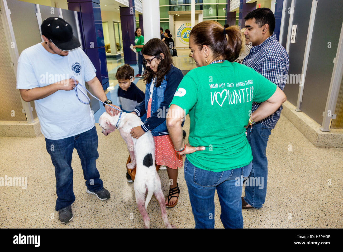 Miami Florida, Miami-Dade Animal Services Pet Adoption and Protection Center, Zentrum, Tierheim, innen, Freiwillige Freiwillige Community Service volu Stockfoto