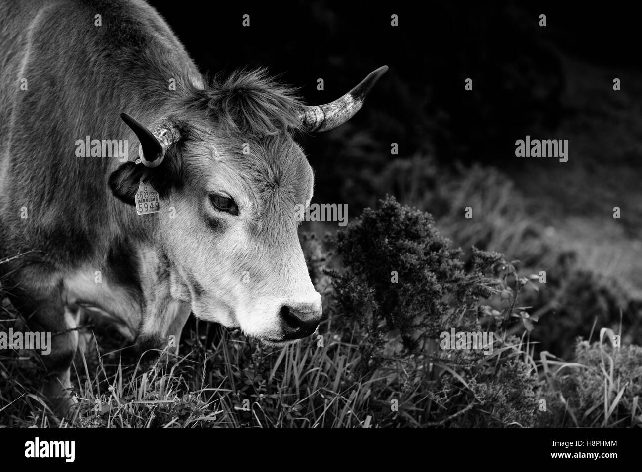 Kuh Weiden im Peña Cabarga, Kantabrien, Spanien, Europa Stockfoto