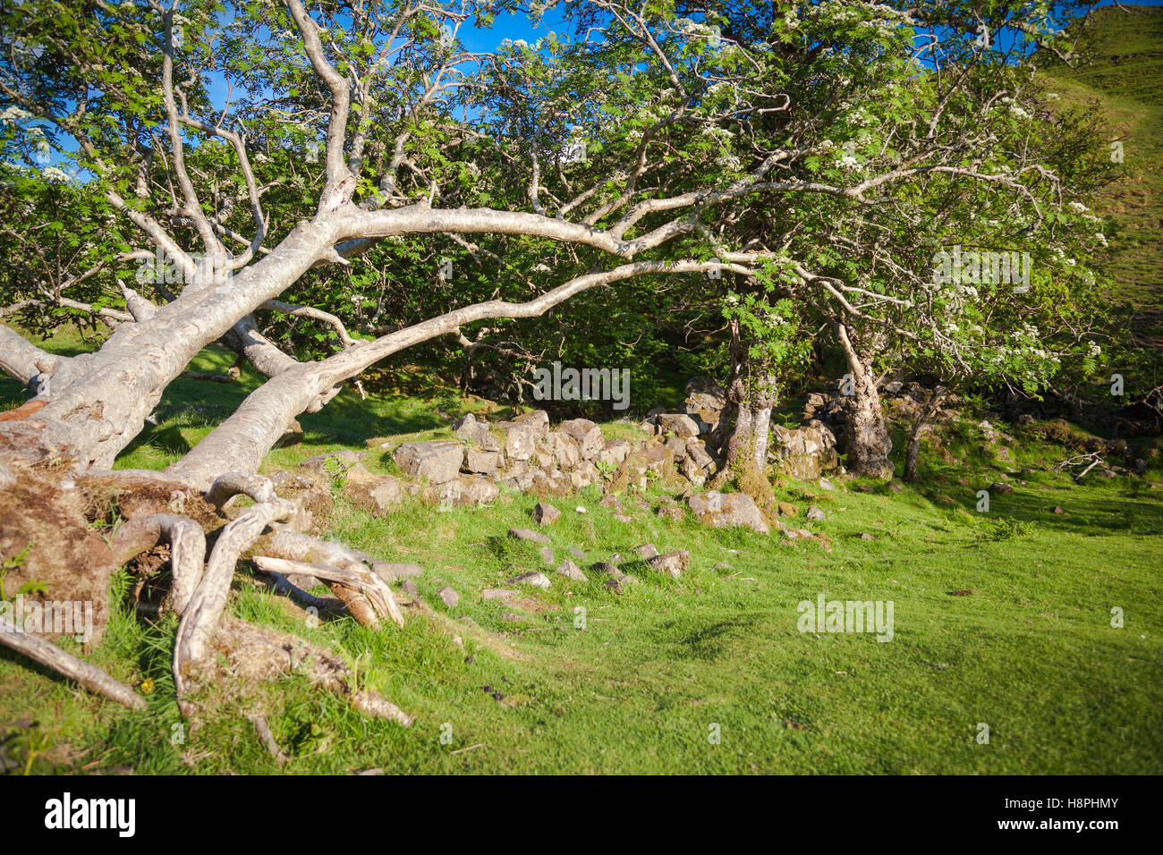 Bäume und Stein Wand in Fairy Glen, Isle Of Skye, Schottland Stockfoto