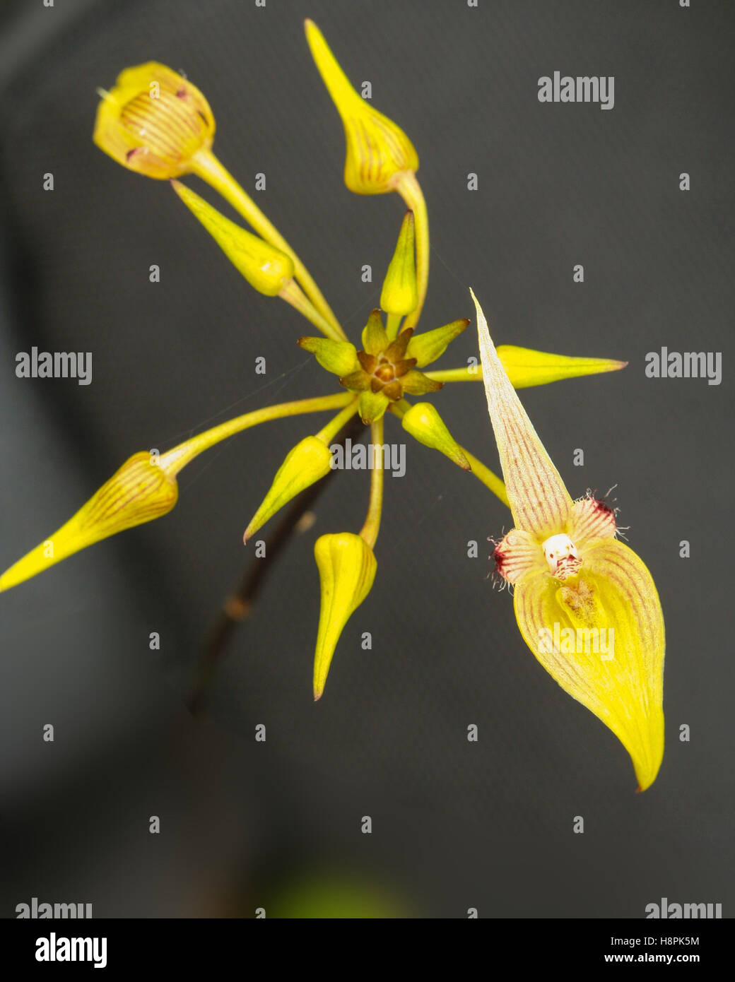 Schöne Wildblumen, fand der wissenschaftliche Name "Bulbophyllum Blepharistes Rchb.f." in tropischen Regenwäldern Höhe von mehr als 3, Stockfoto